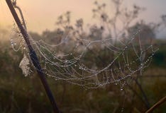 Dry grass and cobweb in dew drops close up. royalty free stock photo Dry grass and cobweb in dew drops close up. royalty free stock photo