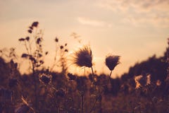 Dry Grass field at sunset or sunrise, grass flowers with rim of Royalty Free Stock Images Dry Grass field at sunset or sunrise, grass flowers with rim of Royalty Free Stock Images