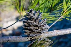 Dry pine cone on a pine tree in the wild stock image Dry pine cone on a pine tree in the wild stock image