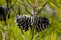 Dry pine cone on a pine tree in the wild royalty free stock image Dry pine cone on a pine tree in the wild royalty free stock image