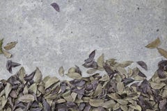 Dry leaf on rough cement floor background Stock Photo Dry leaf on rough cement floor background Stock Photo