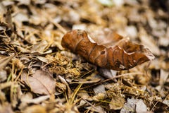 Dry leaves stacked on the ground in the forest. stock image Dry leaves stacked on the ground in the forest. stock image