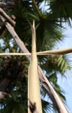 Dry palm leaf set cross to crucifix on palm leaves with sky background. stock photo Dry palm leaf set cross to crucifix on palm leaves with sky background. stock photo