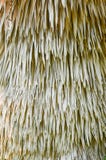 Dry palm leaves background royalty free stock photos Dry palm leaves background royalty free stock photos
