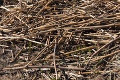 Dry reed on the shore in the spring. Gulf of Finland Baltic Sea stock photos Dry reed on the shore in the spring. Gulf of Finland Baltic Sea stock photos
