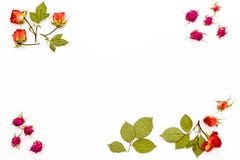 Dry rose flowers and branches with leaves in the corners on a white background. Frame of flower with empty space for text. Flat la Royalty Free Stock Photos Dry rose flowers and branches with leaves in the corners on a white background. Frame of flower with empty space for text. Flat la Royalty Free Stock Photos