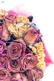 Dry roses Royalty Free Stock Image Dry roses Royalty Free Stock Image