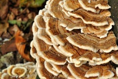 Free Dry Rot Fungus Stock Photo - 16172850