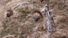 Dry thistle on the side of the road.