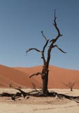 Wallpaper. Dry tree in the Namib desert. Sossusvlei