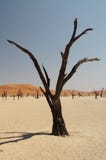 Wallpaper. Dry tree in the desert