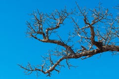 Dry Trees Die And Sun Burns With Drought. Tree Die In The Blue Sky. Stock Images