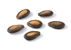 Dry Watermelon Seed On White Background Royalty Free Stock Photography Dry Watermelon Seed On White Background Royalty Free Stock Photography