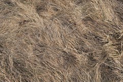 Dry Wavelike Grass Texture Stock Photo Dry Wavelike Grass Texture Stock Photo