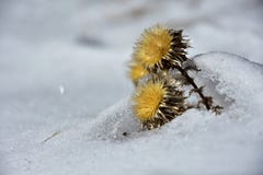 Dry yellow flower in the snow Stock Images Dry yellow flower in the snow Stock Images
