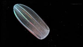 Dryfujący zwierzęta dzwonią zooplankton którego przychodził w alll rozmiarach od malutkich alg, bakterie, inni płody i juveniles zdjęcie stock Dryfujący zwierzęta dzwonią zooplankton którego przychodził w alll rozmiarach od malutkich alg, bakterie, inni płody i juveniles zdjęcie stock