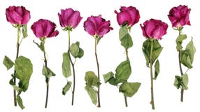 The drying-up dead pink roses from a wedding bouquet. royalty free stock image The drying-up dead pink roses from a wedding bouquet. royalty free stock image