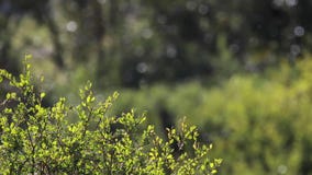 Drzewa i krzaki pokazuje jesieni colours wśród roztoki w cairngorms parki narodowi, Scotland zbiory Drzewa i krzaki pokazuje jesieni colours wśród roztoki w cairngorms parki narodowi, Scotland zbiory
