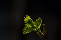 Drzewa i kwiaty r w ogródzie w wiośnie Zieleń pączkuje na gałąź od liści wi?zki Dom ro?liny Natura T?o fotografia stock Drzewa i kwiaty r w ogródzie w wiośnie Zieleń pączkuje na gałąź od liści wi?zki Dom ro?liny Natura T?o fotografia stock