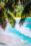 Drzewko palmowe opuszcza na pi?knej tropikalnej raju Anse intendance pla?y Ocean fali rolka na piaskowatej pla?y z kokosow? palm? zdjęcia royalty free Drzewko palmowe opuszcza na pi?knej tropikalnej raju Anse intendance pla?y Ocean fali rolka na piaskowatej pla?y z kokosow? palm? zdjęcia royalty free