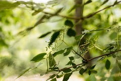 Drzewni liście Natura Zieleń Drzewo zdjęcia stock Drzewni liście Natura Zieleń Drzewo zdjęcia stock