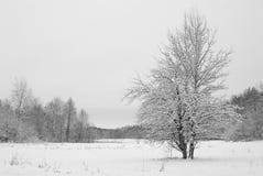 Drzewny śnieg zakrywający na łące w drewnach w chmurnym zima wieczór Fotografia Stock Drzewny śnieg zakrywający na łące w drewnach w chmurnym zima wieczór Fotografia Stock