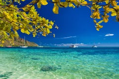 Drzewo z kolorem żółtym opuszcza nad plażą przy Moorea, Tahiti Obrazy Stock