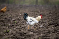 Czarny kogut za duży dla nastolatków