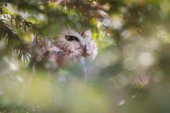 Du nord Scie-affûtez Owl Hiding In Dense Foliage photo stock Du nord Scie-affûtez Owl Hiding In Dense Foliage photo stock