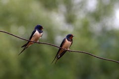 Duas andorinhas em um fio foto de stock Duas andorinhas em um fio foto de stock