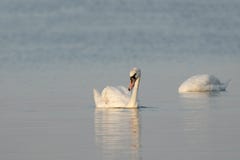 Duas cisnes brancas que nadam no rio na mola adiantada Cisnes nee imagens de stock royalty free Duas cisnes brancas que nadam no rio na mola adiantada Cisnes nee imagens de stock royalty free