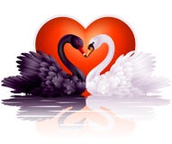 Duas cisnes graciosas no amor ilustração stock Duas cisnes graciosas no amor ilustração stock