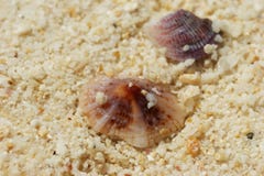 Duas conchas do mar coloridas na areia na costa imagem de stock Duas conchas do mar coloridas na areia na costa imagem de stock
