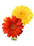 Duas flores de Gerber fotos de stock Duas flores de Gerber fotos de stock