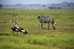 Duas Grey Crowned Crane e zebras fotos de stock royalty free Duas Grey Crowned Crane e zebras fotos de stock royalty free