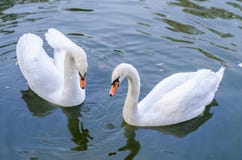 Duas nadadas brancas das cisnes em uma lagoa junto closeup foto de stock royalty free Duas nadadas brancas das cisnes em uma lagoa junto closeup foto de stock royalty free