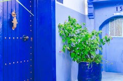 Duas portas azuis com plantas entre eles fotografia de stock Duas portas azuis com plantas entre eles fotografia de stock
