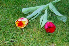 Duas tulipas, em um fundo da grama imagens de stock royalty free Duas tulipas, em um fundo da grama imagens de stock royalty free