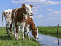 Duas vacas novas pied vermelhas que estão no banco de uma angra, uma vala, olhando uma paisagem holandesa foto de stock Duas vacas novas pied vermelhas que estão no banco de uma angra, uma vala, olhando uma paisagem holandesa foto de stock