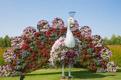 DUBAI, UAE - JANUARY 20: Miracle Garden in Dubai, on January 20, 2014, Dubai, UAE. Beautiful Miracle Garden with 45 million stock photos DUBAI, UAE - JANUARY 20: Miracle Garden in Dubai, on January 20, 2014, Dubai, UAE. Beautiful Miracle Garden with 45 million stock photos