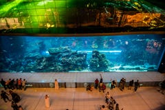 DUBAI, UAE - October, 2018: Aquarium in Dubai Mall - world`s largest shopping mall , Downtown Burj Dubai stock images DUBAI, UAE - October, 2018: Aquarium in Dubai Mall - world`s largest shopping mall , Downtown Burj Dubai stock images