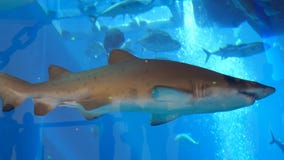 DUBAI, UNITED ARAB EMIRATES, UAE - 20 DE NOVIEMBRE DE 2017: Acuario en la alameda de Dubai - el tiburón dentudo grande flota en e metrajes DUBAI, UNITED ARAB EMIRATES, UAE - 20 DE NOVIEMBRE DE 2017: Acuario en la alameda de Dubai - el tiburón dentudo grande flota en e metrajes