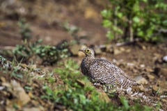 Dubbel gestreept Zandhoen in het Nationale park van Kruger, Zuid-Afrika royalty-vrije stock afbeeldingen Dubbel gestreept Zandhoen in het Nationale park van Kruger, Zuid-Afrika royalty-vrije stock afbeeldingen