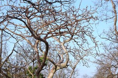 Ducha drzewo pench park narodowy, madhyapradesh, ind, ja zmienia swój colour fluorescencyjny spojrzenie w księżyc świetle z sezon zdjęcia stock Ducha drzewo pench park narodowy, madhyapradesh, ind, ja zmienia swój colour fluorescencyjny spojrzenie w księżyc świetle z sezon zdjęcia stock