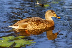 Duck Duck