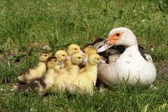 Duck And Ducklings Stock Photos