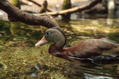 Duck Dendrocygna siffleur fauve bicolore photos libres de droits Duck Dendrocygna siffleur fauve bicolore photos libres de droits
