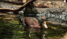 Duck Dendrocygna siffleur fauve bicolore photographie stock libre de droits Duck Dendrocygna siffleur fauve bicolore photographie stock libre de droits