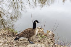 Duck en una charca en el parque de la ciudad en día soleado del otoño imagen de archivo Duck en una charca en el parque de la ciudad en día soleado del otoño imagen de archivo