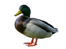 Duck On White Stock Image